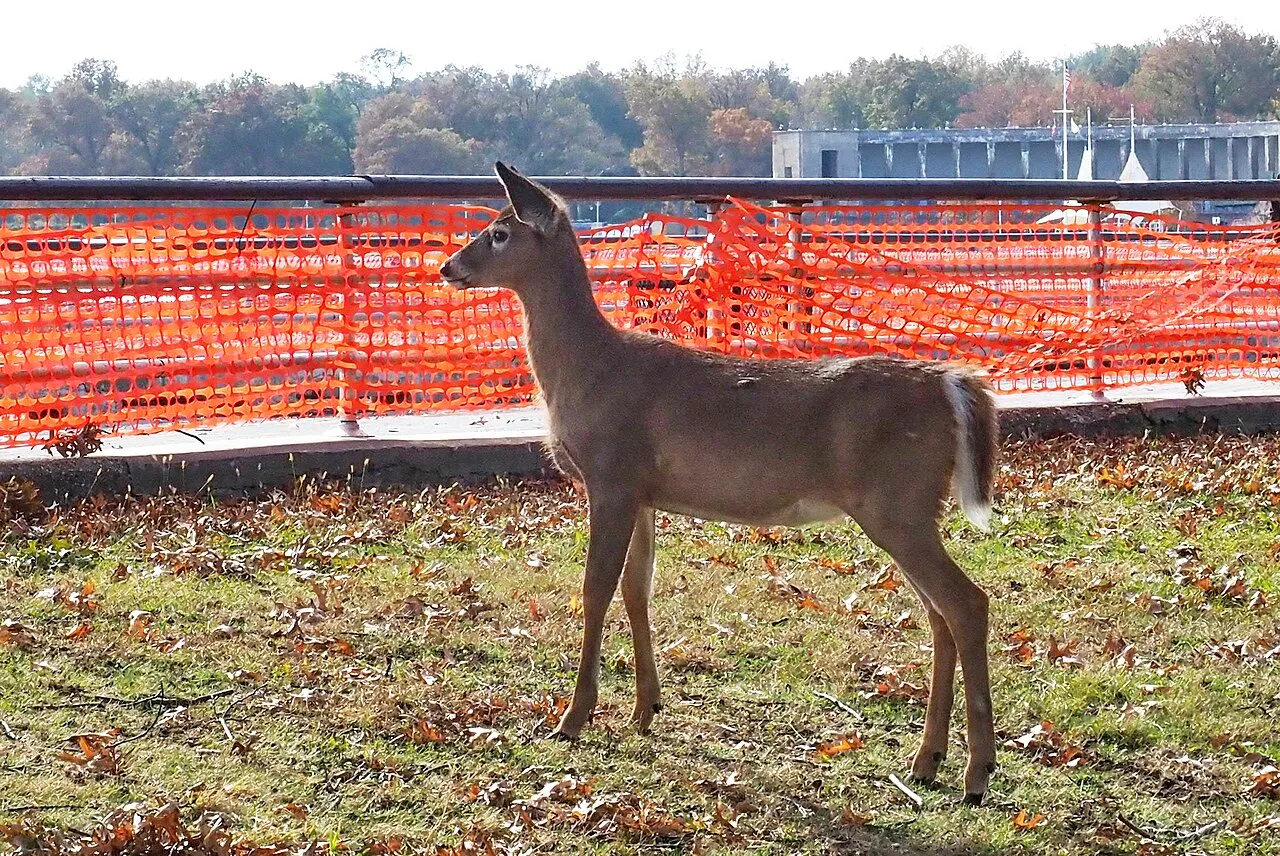 Pelham Bay Bronx neighborhood near Orchard Beach where Maid Marines cleans single-family homes