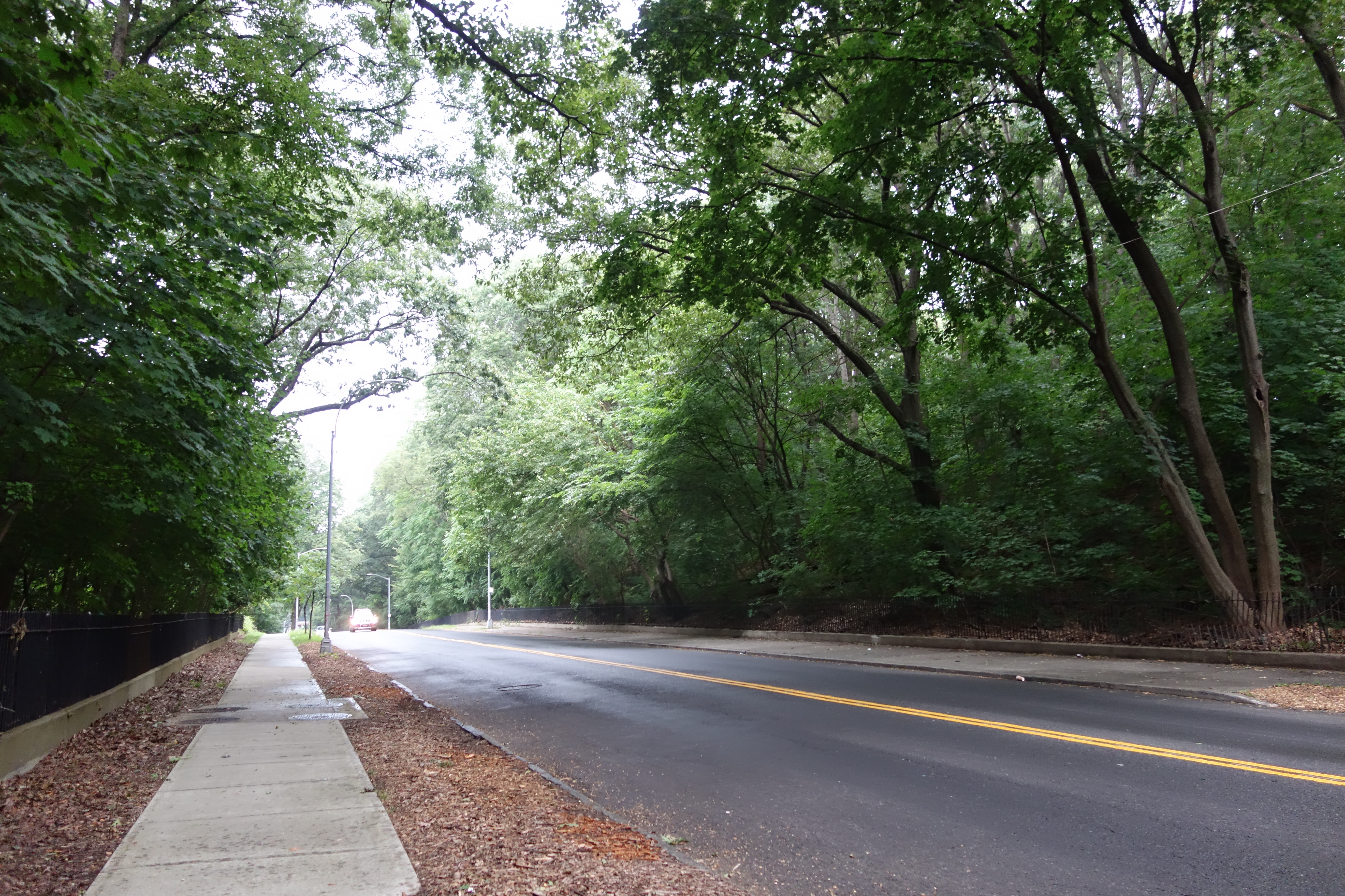 Interior of Forest Park Queens showing mature oak and hickory woodland on glacial ridges with a well-worn trail through the forest floor