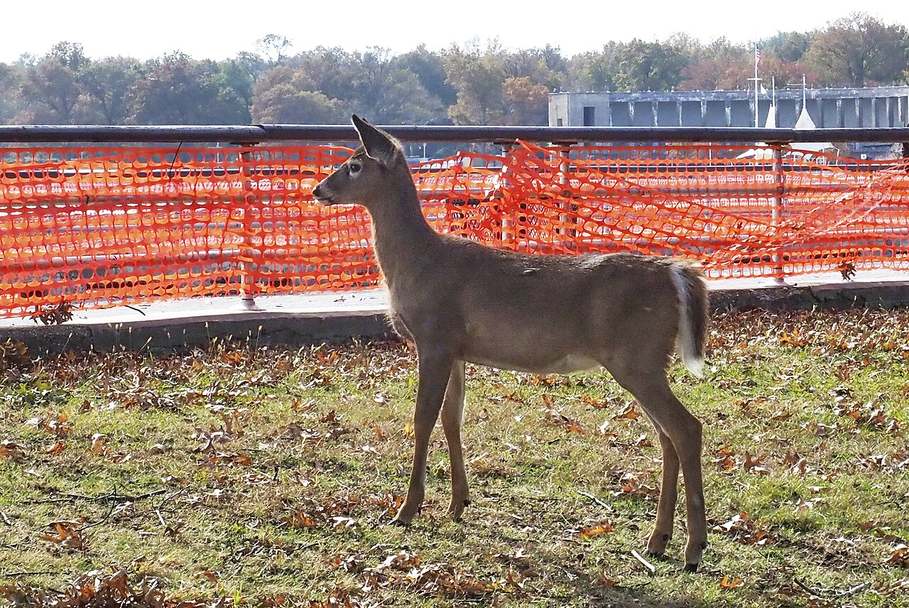 Pelham Bay Bronx neighborhood near Orchard Beach where Maid Marines cleans single-family homes