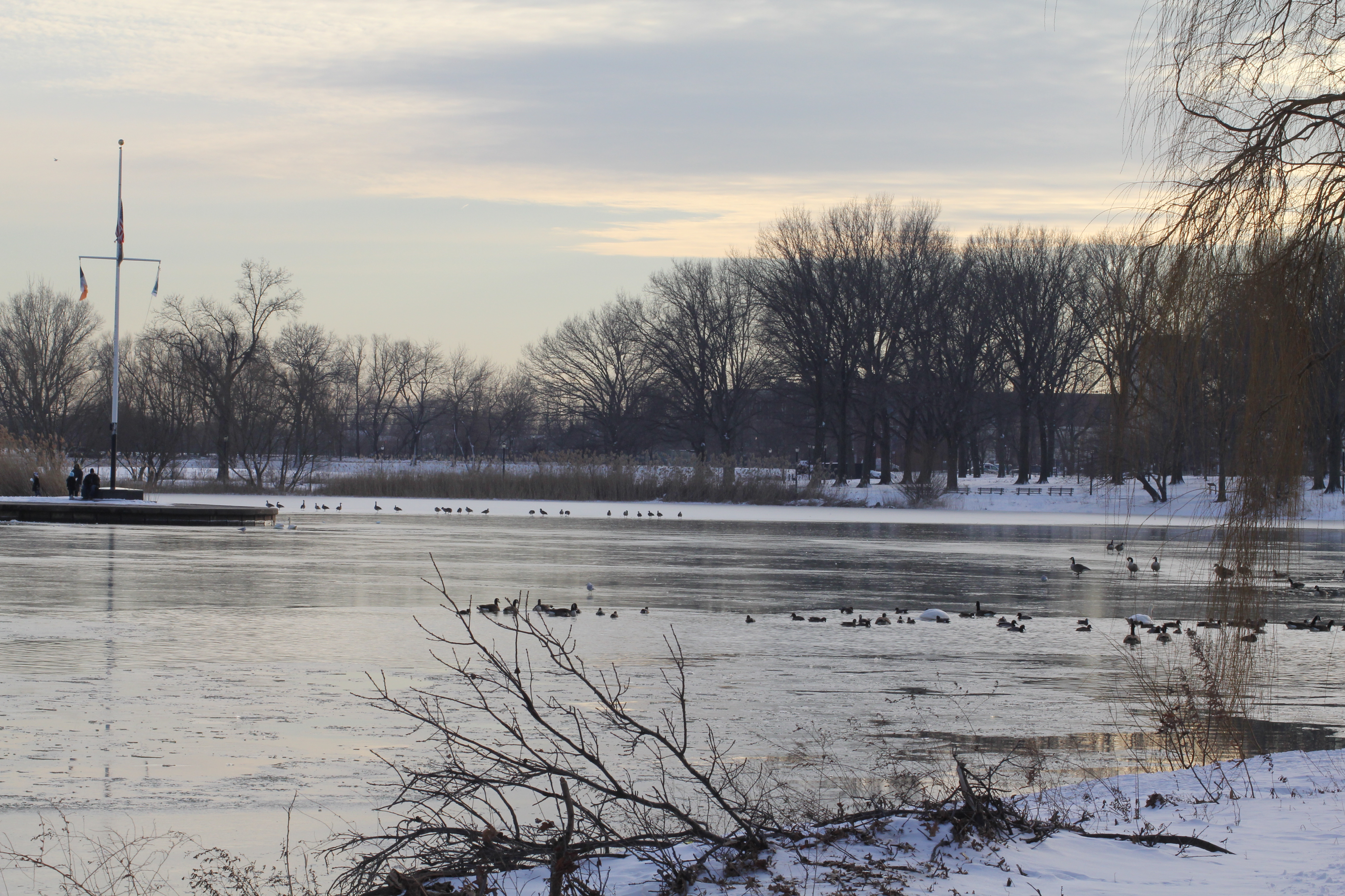 Baisley Pond in Queens looking south from the northern shoreline, showing the historic pond, waterfowl, and tree canopy that marks the northern boundary of the Rochdale Village neighborhood
